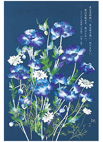 藍のケシ
